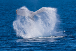 Big Splash 1 0A3A4568