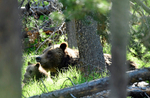 Timber Time - Grizzly 399_0995
