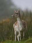 FALLOW DEER, ISLE OF MULL