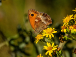 Gatekeeper