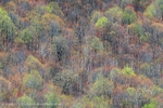 Leaf Out Mount Major