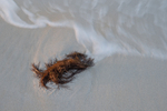 Forlorn 3