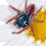 jumping spider (Philaeus chrysops) MYN