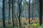 Forest mist