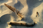 West Wittering - 33