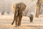 Elephant and calf