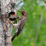 Northern Flickers Nesting - Chick bites Parent