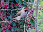 Waxwing