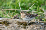 Common Snipe
