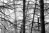 "Cold Trees"