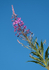 10th July Rosebay Willowherb