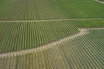 Marlborough vineyards