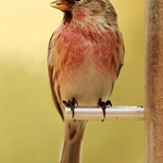 Lesser Redpoll