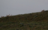 Puma and Guanacos