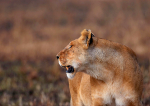 Lioness