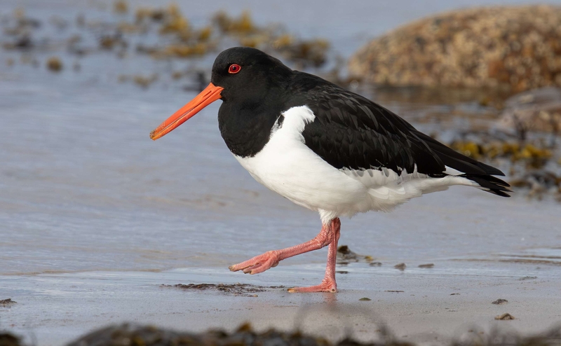 Oystercatcher  - Kildonan - Isle of Arran - Scotland
