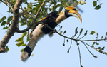 Great Hornbill
