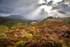 Glen Affric