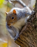 No.0042. Wandlebury Squirrel
