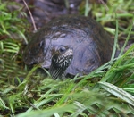 Striped Necked Terrapin (Lesvos)