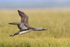 Low-flying Red-throated Diver, Floi, Iceland