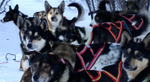 Raring to go - huskies waiting to take off on the Arctic tundra