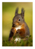 Red Squirrel