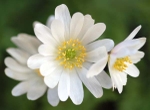 Wood Anemone