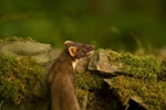 Pine Marten