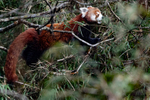 Red Panda