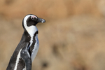 African Penguin passes close by, Betty's Bay, South Africa