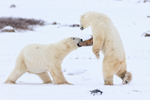 Polar Bear rises above another during sparring, Churchill, Canada