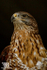 aviary birds-6