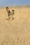 Short-eared Owl takes off, Hawling, Gloucestershire