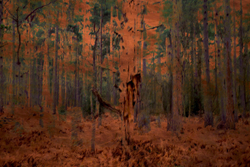 Copperplate forest