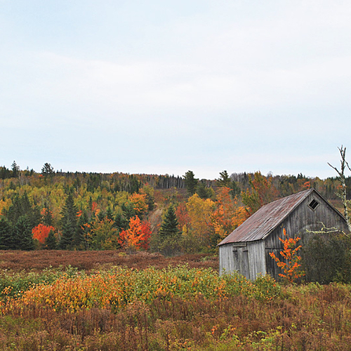 A dormant barn in rural Queens County.