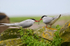 Arctic Terns
