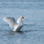 Birds 5 of 8
