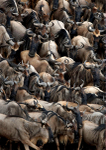 Blue Wildebeest