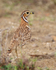 Three-Banded (Heuglin's) Courser