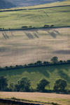 Crop Rotation