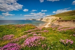 z4050 Sea Thrift, Compton Bay