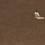 Marsh Harrier