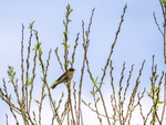 Chiffchaff
