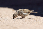 Plumbeous Sierra-Finch (female) foraging, El Tatio Geyser Field, Chile