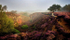 Stanton Moor Sheep at Sunrise