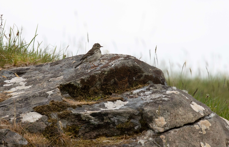 Meadow Pipit - Isle of Skye - Scotland