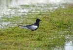 White-winged Black Tern