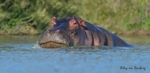 Hippo