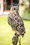 Bengal Eagle Owl Jasmine